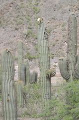 Trichocereus terscheckii