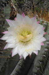Trichocereus terscheckii
