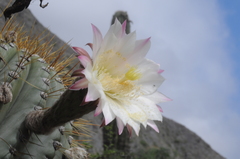 Trichocereus terscheckii
