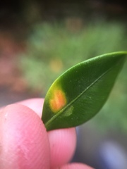 Calonectria pseudonaviculata