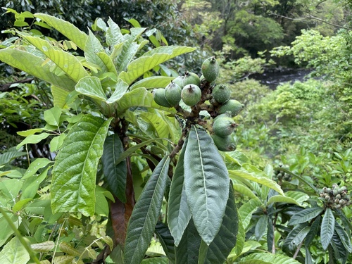 Loquat