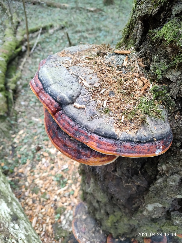 Fomitopsis pinicola · April 2026 · photo: © corporal-natural (iNaturalist, cc0)