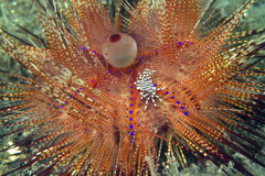 Zebrida adamsii