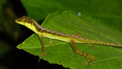 Charm Anole photo 3