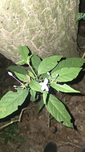 Pseuderanthemum acuminatissimum observed 2026-04-24