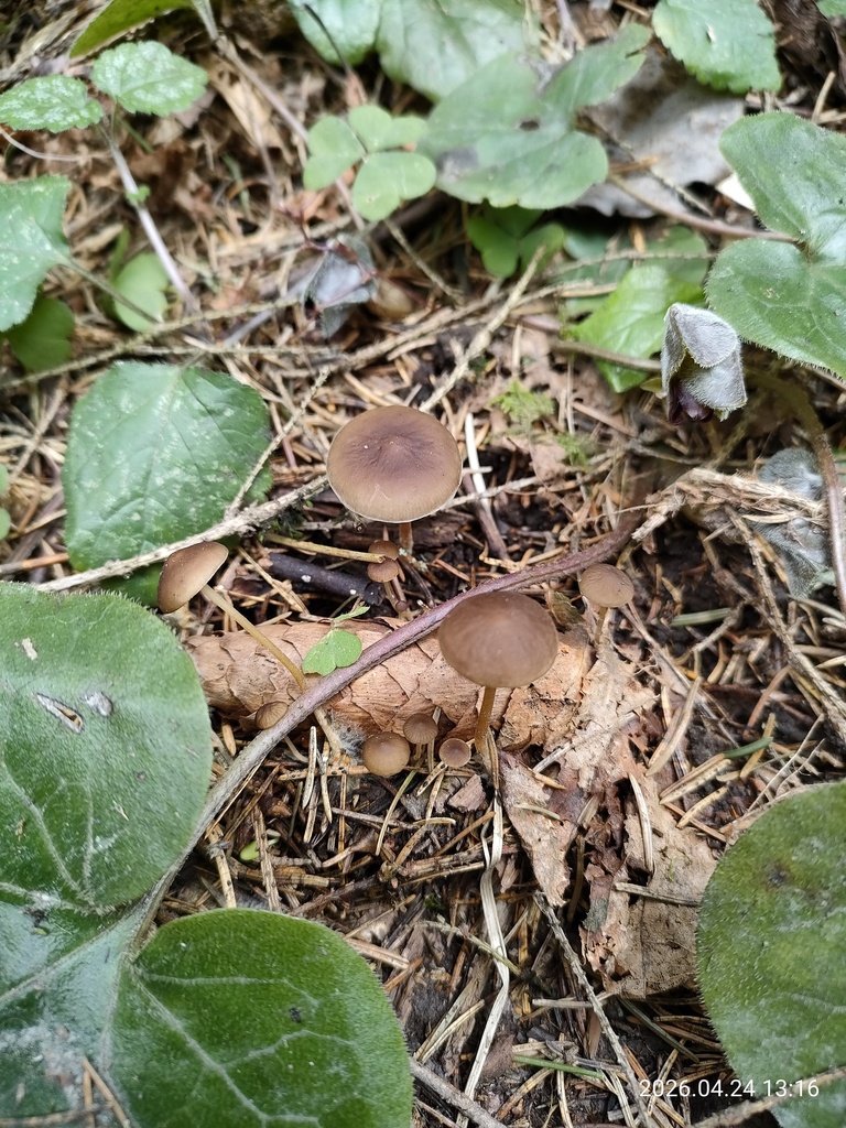 Strobilurus esculentus · April 2026 · photo: © corporal-natural (iNaturalist, cc0)