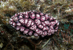 Phyllidiopsis