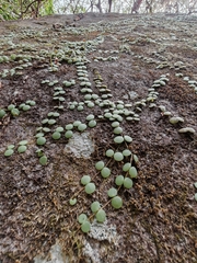 author not stated, no rights reserved Peperomia cyclophylla, photograph author not stated, no rights reserved