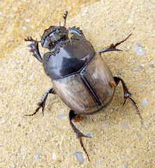 Onthophagus lucidus