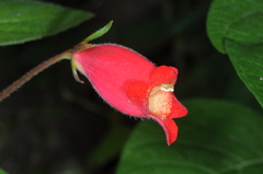 Seemannia nematanthodes