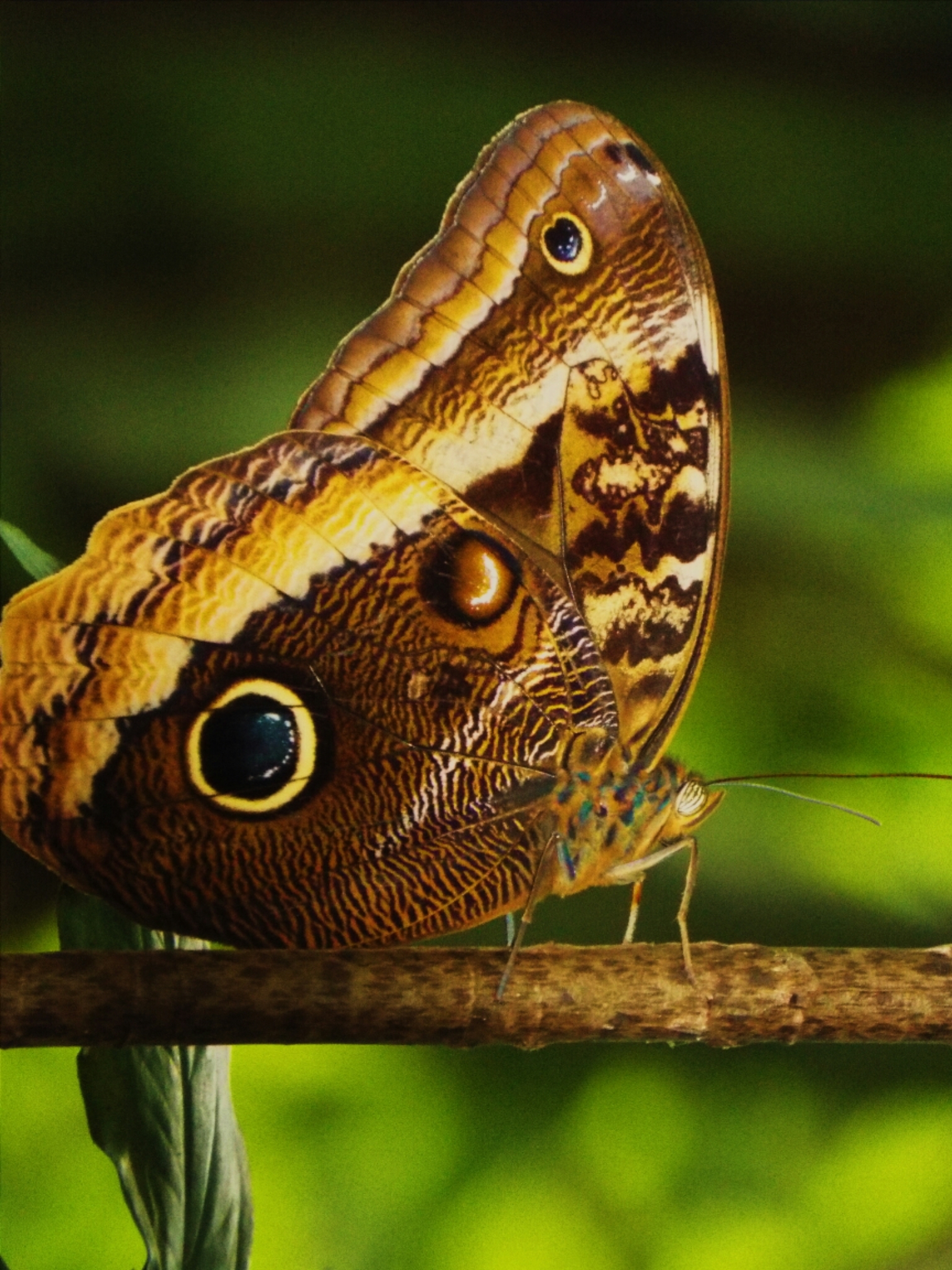 Caligo telamonius - Wikipedia