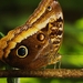 Gold-edged Owl-Butterfly - Photo (c) marisol_escamilla, some rights reserved (CC BY-NC), uploaded by marisol_escamilla