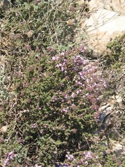 Thymus hyemalis