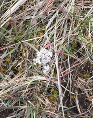 Lomatium linearifolium
