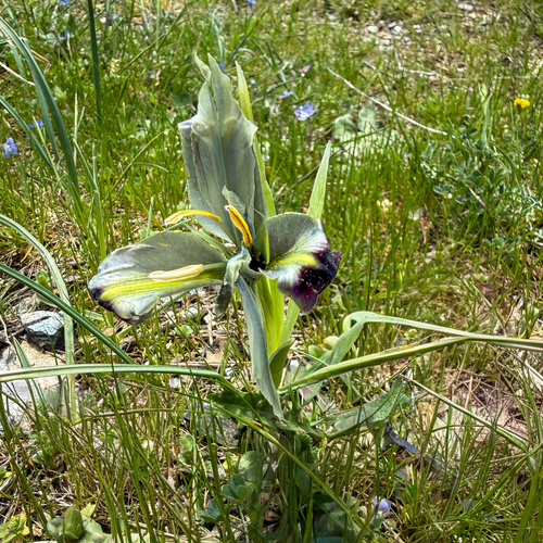 Iris tuberosa, photograph 1