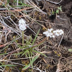 Lomatium linearifolium