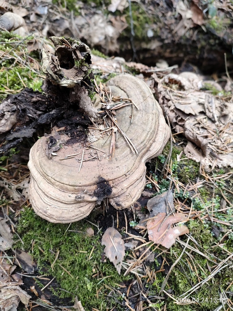 Ganoderma applanatum · April 2026 · photo: © corporal-natural (iNaturalist, cc0)