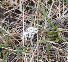 Lomatium linearifolium
