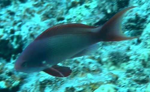 Pseudanthias squamipinnis