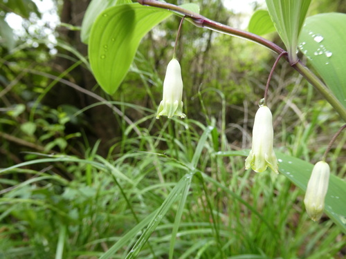 Scented Solomon's-seal