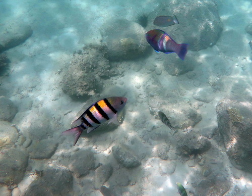 Abudefduf vaigiensis