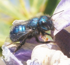 Osmia ribifloris ribifloris