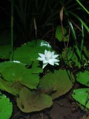 Nymphaea rudgeana, photograph thomas_oswald, CC BY, iNaturalist via GBIF