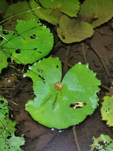 Nymphaea rudgeana, photograph 2
