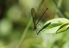 Hetaerina rosea