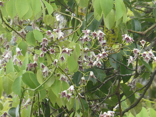Stauntonia hexaphylla observed 2026-04-24