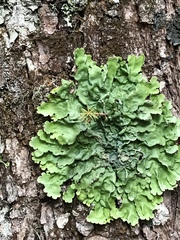 Ricasolia quercizans