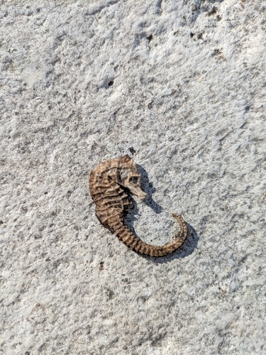 Hippocampus hippocampus