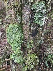 Ricasolia quercizans