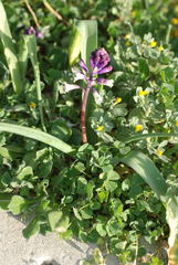 Bellevalia trifoliata