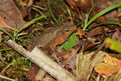 Rhinella hoogmoedi