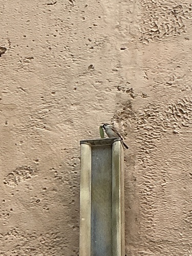 Eurasian Tree Sparrow