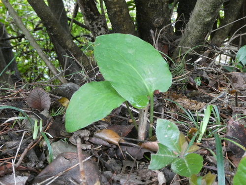 Heart-leaved Lily