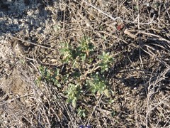Helianthemum squamatum