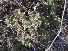 Helianthemum squamatum