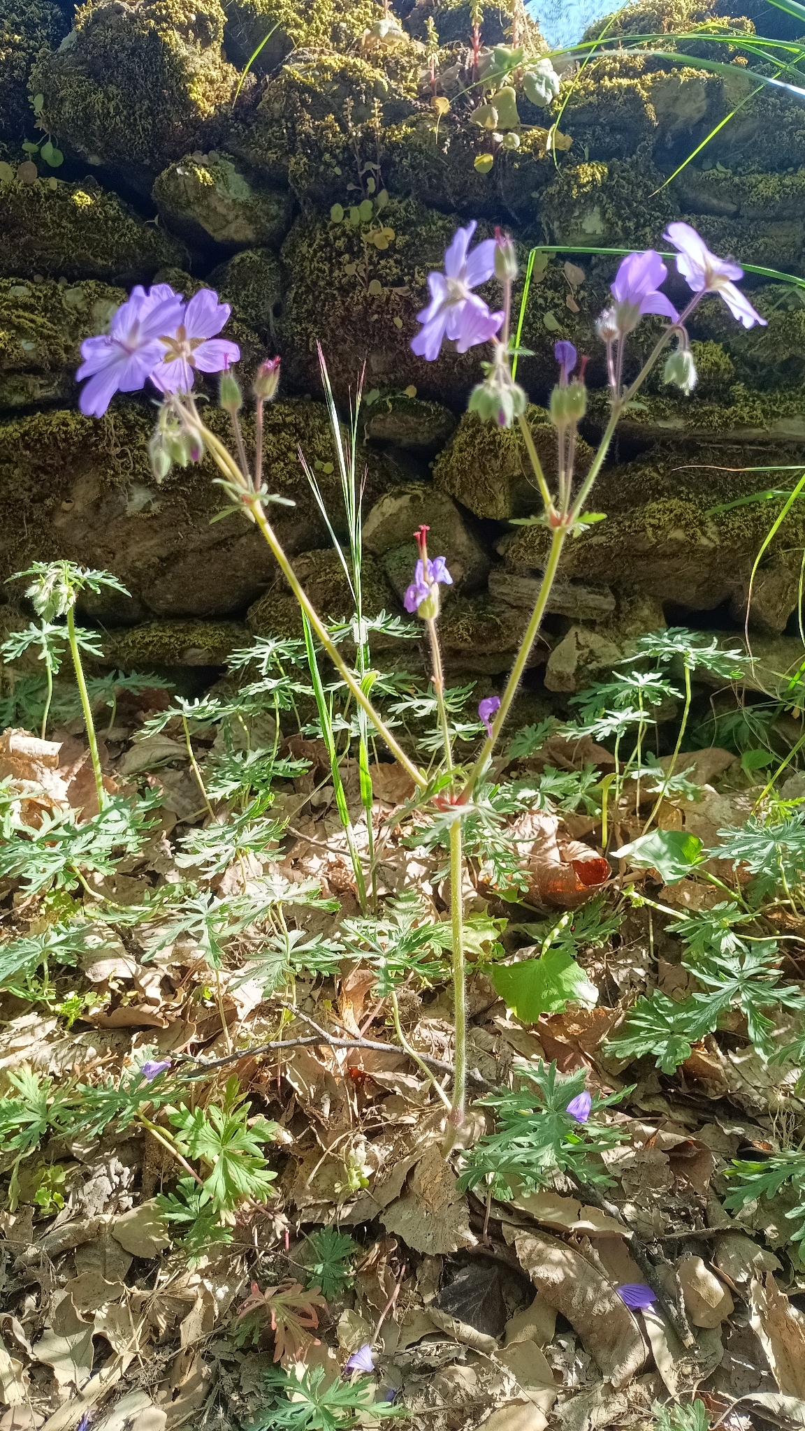 Geranio malva