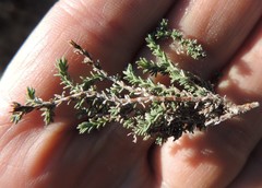 Thymus lacaitae