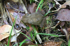 Rhinella hoogmoedi