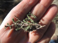 Thymus lacaitae