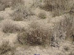Centaurea hyssopifolia