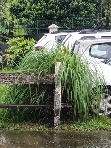 Cymbopogon citratus, photograph 4