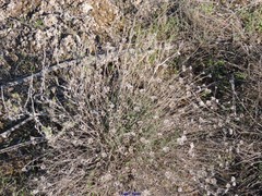 Centaurea hyssopifolia