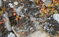 Silene uralensis uralensis