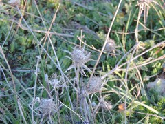 Atractylis cancellata