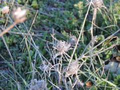 Atractylis cancellata