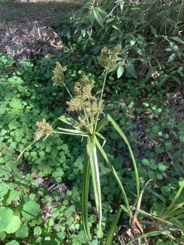 Cyperus dives, photograph 3